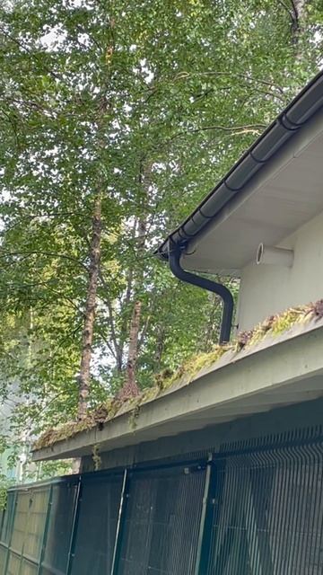 Почти, как в Гималаях: Прогулка с самкой Гималайского монала вечерком. Потом на яйцекладку 😉