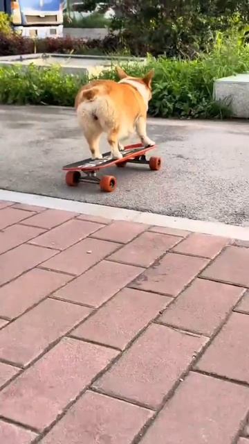 собака для прогулок 🐕