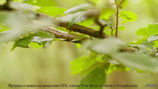Музыка запускает путешествие глубже любого маршрута - Sacred Mountain -- Ayla Nereo -- Beheld