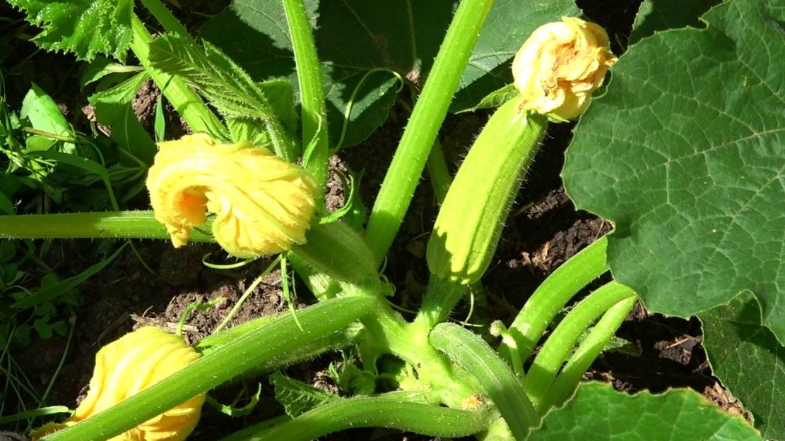 Формировка кабачков: секретный способ, который увеличит урожай в 2 раза! 🌱💥
