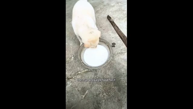 Человек подобрал щенка на улице - 2024 год