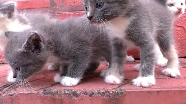Диана и Рома Наши КОШКИ И КОТЫ Видео Для Детей
