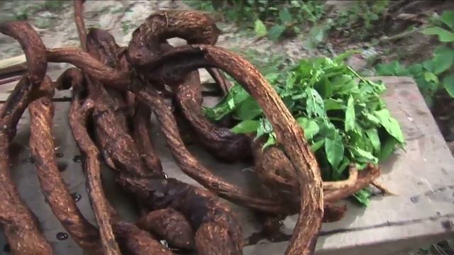 Бен Челеро. Айваска | Ben Chelero. Ayahuasca