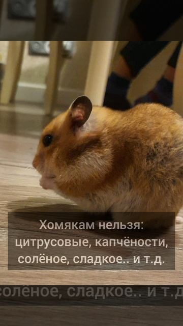 как содержать хомяка
