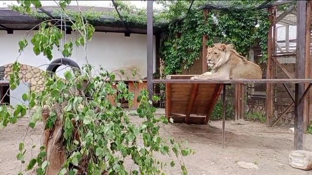 Шерхан. 14.06.2025.4. Видео от опекуна Светланы
