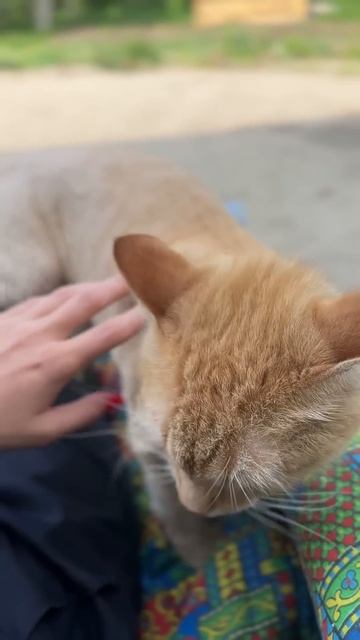 #мойкотикприехалвсибирь