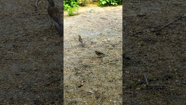 Мама-птица кормит своего малыша