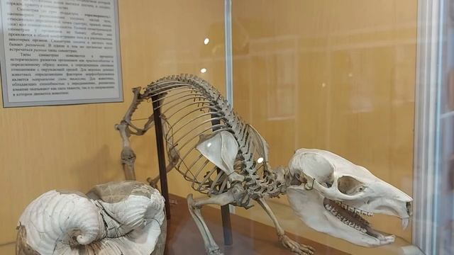 Маленький диназавр в Музее геологии в Москве на Моховой. (серия музеи России. №3050
