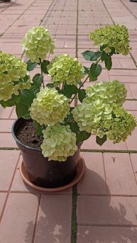 Петит Черри. Начало цветения.