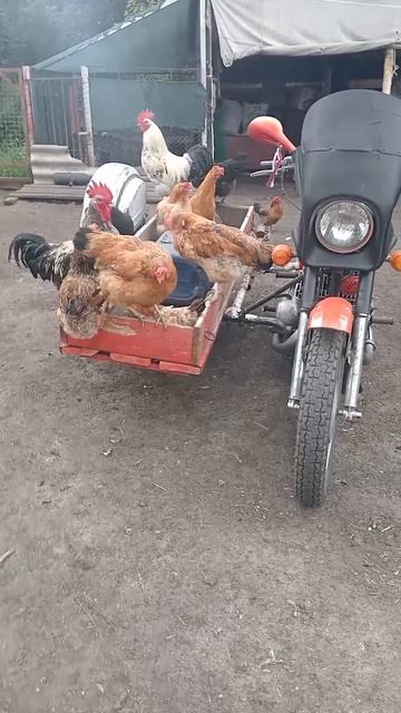 Наверное хотят угнать 😂