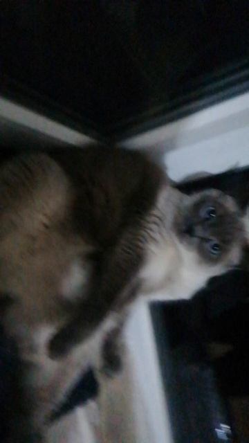 VID_20250221_073307.mp4