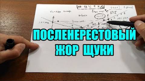 Посленерестовый жор щуки — когда начинается активный клёв и как не упустить момент