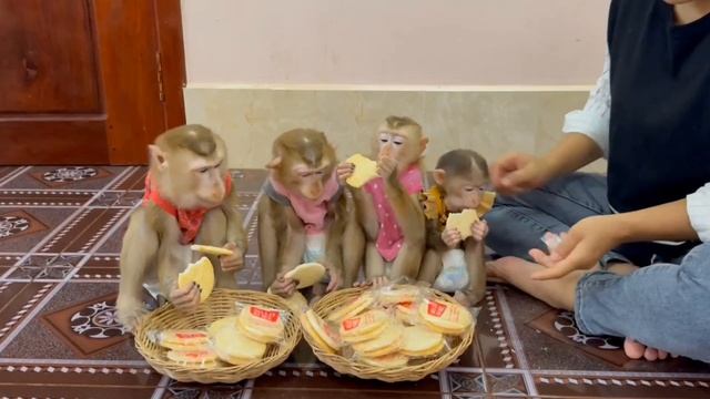 Обезьянки едят ПЕЧЕНЬЕ Сами принесли Давай драться у кого вкуснее Как дети СМЕШИЛКА