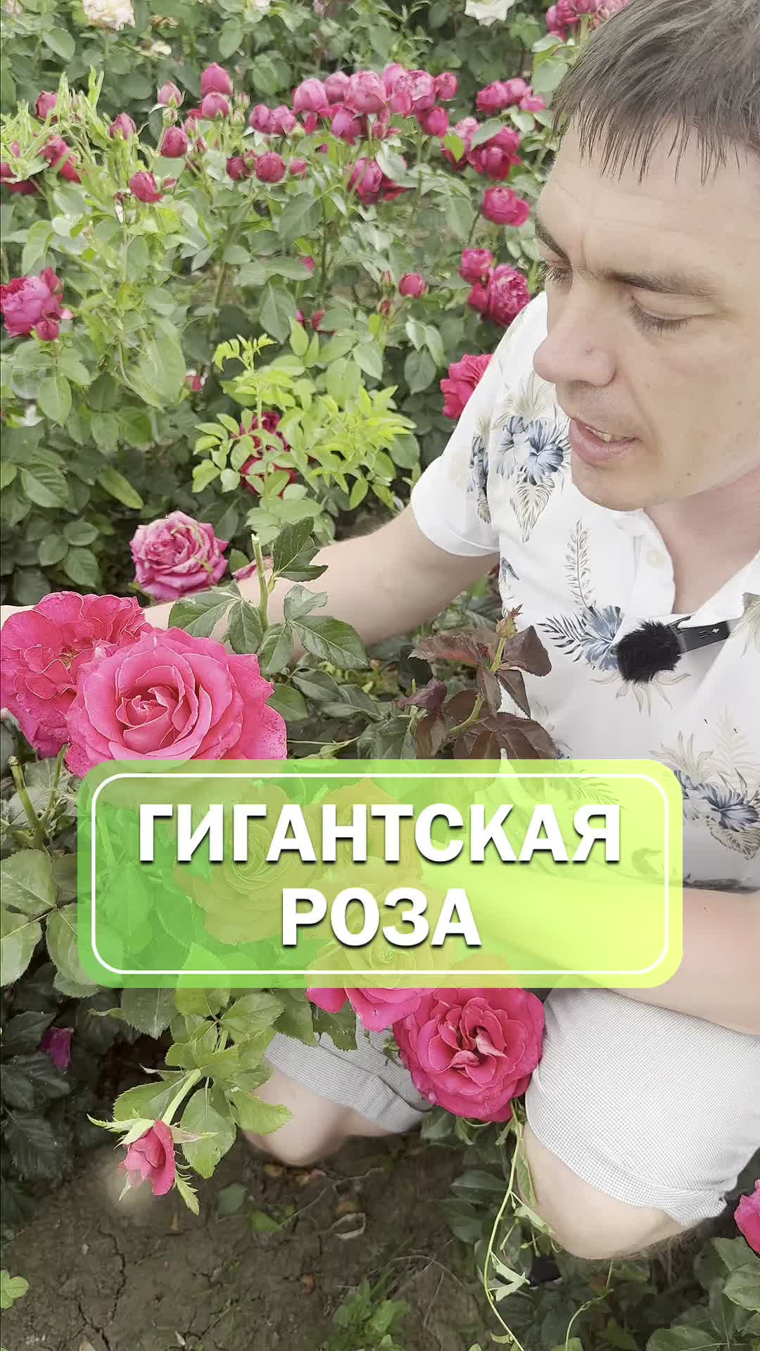 Роза с огромными бутонами 😍🌹