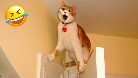 ПРИКОЛЫ С ЖИВОТНЫМИ ДО СЛЕЗ _ Смешные КОТЫ 2022 _ Приколы с КОТАМИ _ Funny ANIMALS video