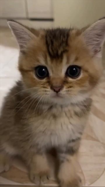 Ещё больше котиков в канале https://t.me/cotorai