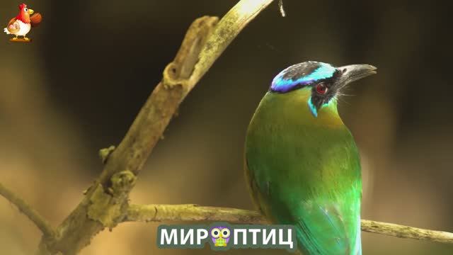 Мир птиц – красота и грация пернатых созданий Природы 🦩🦚🦜 Выпуск (210) 🦉🐦🐤