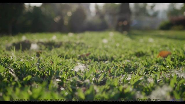 Музыка звучит так, будто планета поёт сама - love in this land -- Westy Reflector -- cipher e dreams