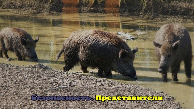 В Германии зафиксировали случай африканской чумы свиней