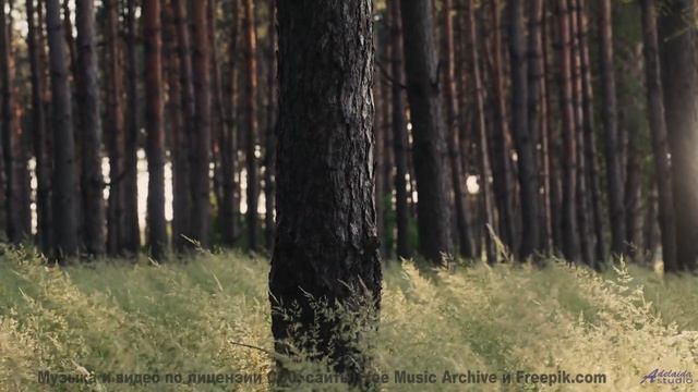 Каждое дерево качается в такт этой сильной композиции - NoLosses -- Makaih Beats -- No Losses