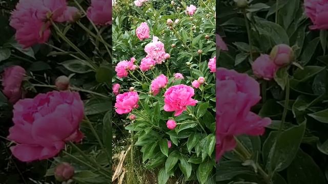 Пракрити и Викрити. Диагностика по пульсу.Васант Лад.