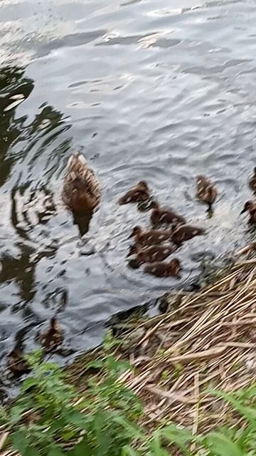 Многодетная утка 🦆
