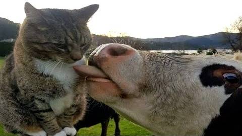 ПРИКОЛЫ С ЖИВОТНЫМИ ДО СЛЕЗ _ Смешные КОТЫ 2022 _ Приколы с КОТАМИ _ Funny ANIMALS video