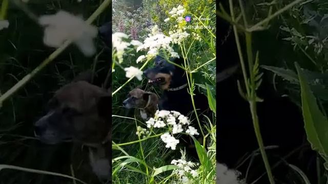 В цветах #босерон_питбуль #собаки #прогулка #природа #МэниГуля