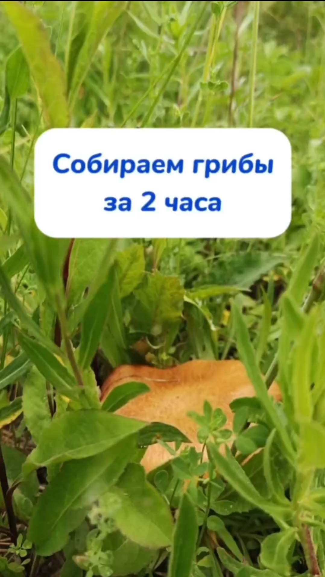 Собрали 5 мешков грибов за 2 часа