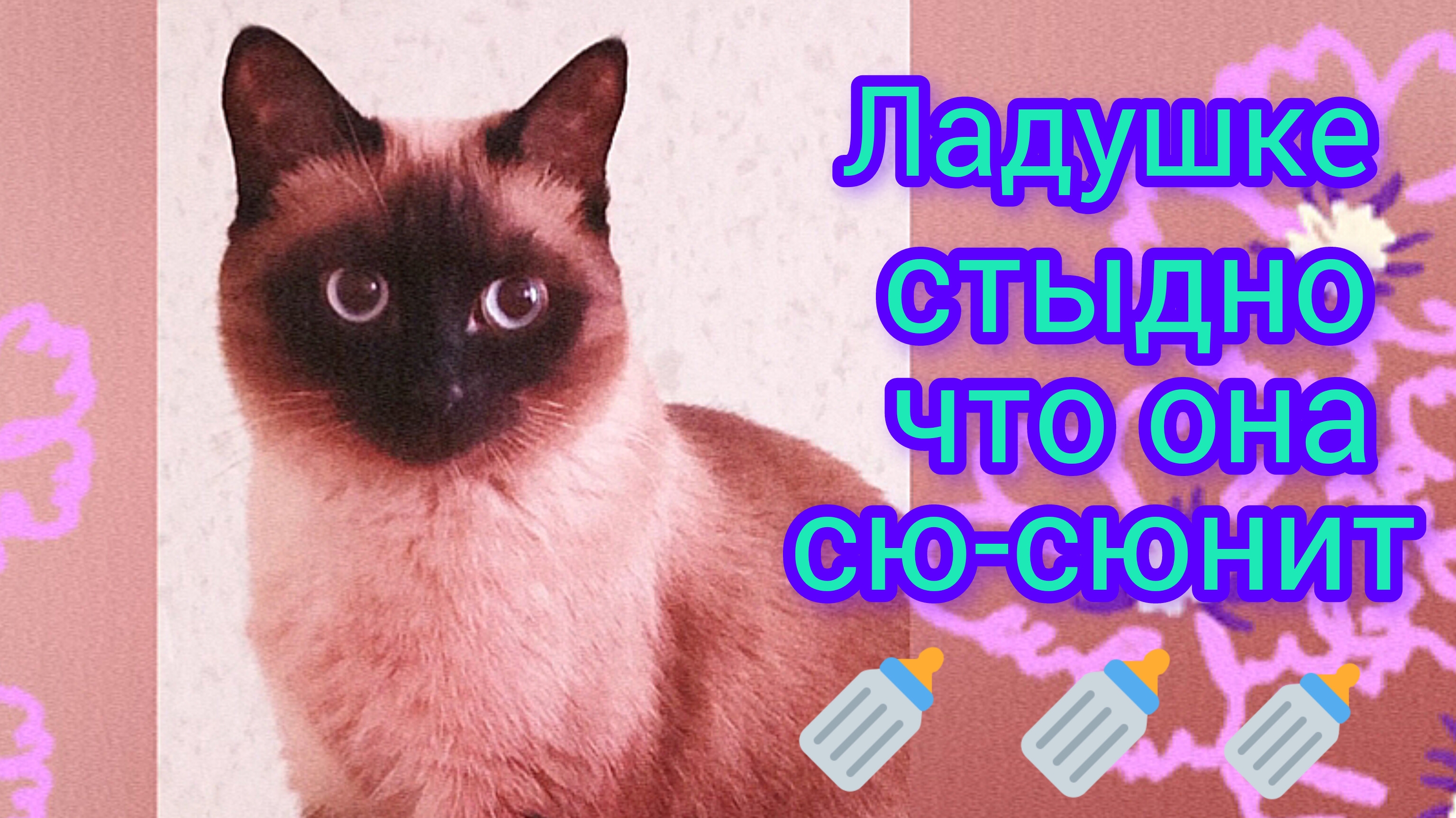 Кошка🐱Ладушка😂сю-сюнит! #смешныекоты #милашка кошечка #прикольные котики