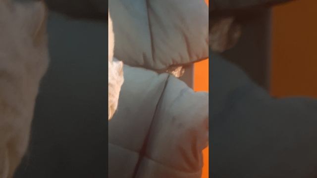 Мой котик Найки.mp4