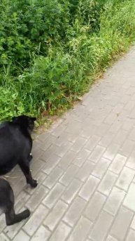 Начало занятий первая прогулка с кинологом