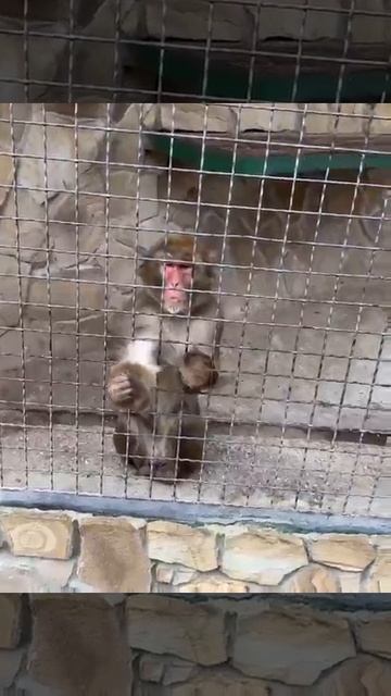 Японские макаки не любят шутки Парк львов Тайган #тайган