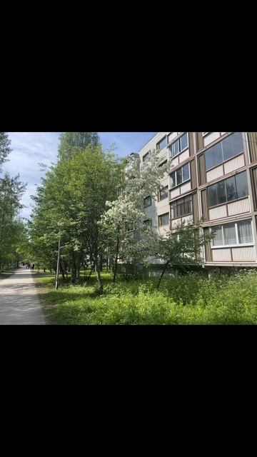 14-06-2025 цветут Карельские яблони