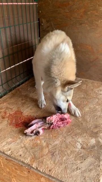 Волчан с косточкой