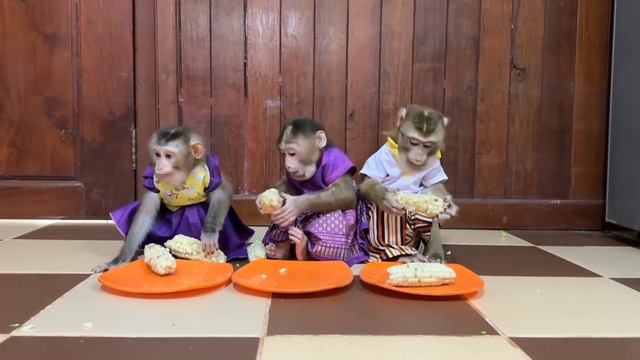 Обезьянки 3 малышики нарядные едят молочную кукурузу Пищат Прыгают Вертятся У соседа берут