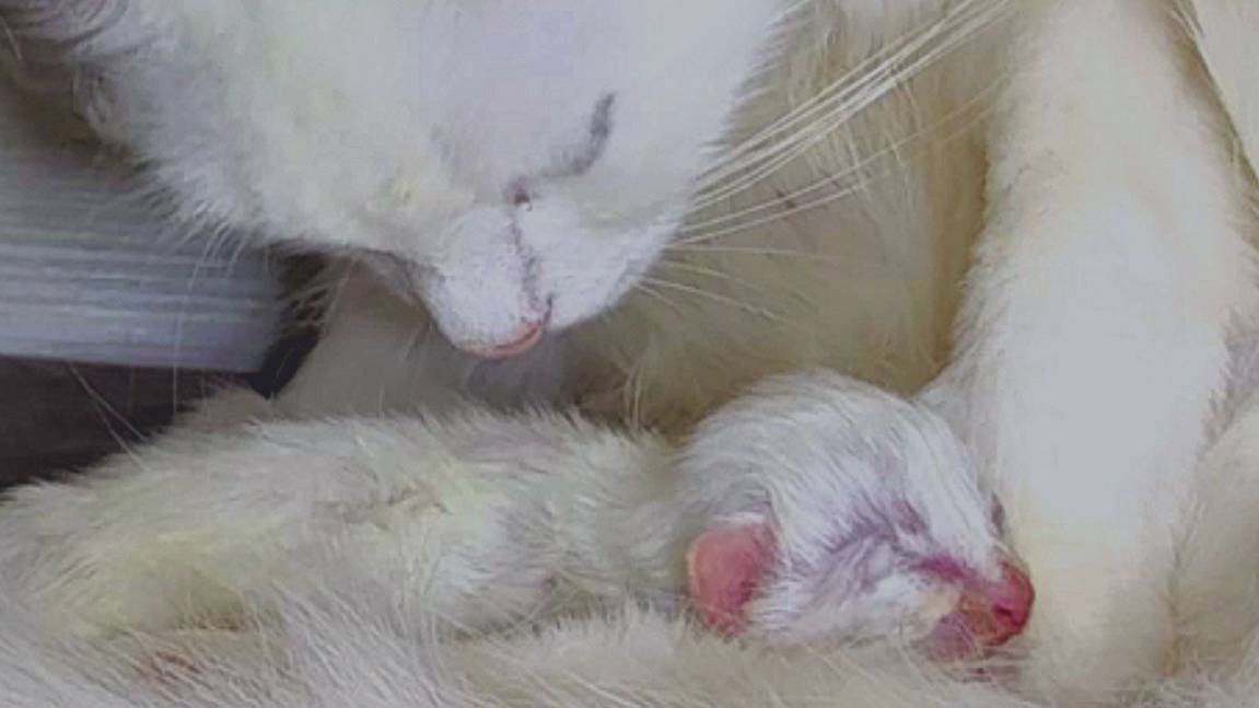 Мама-кошка и ее маленький котенок. Новорожденный котенок мяукает.