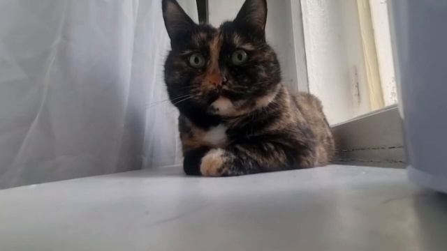 Ленивость кошечки