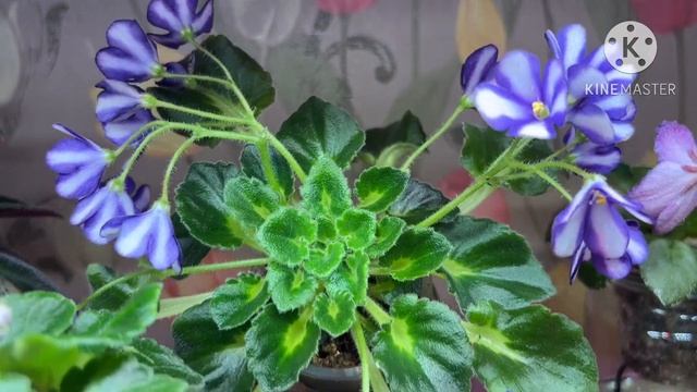 Мои Фиалки-химеры. Наличие пасынков.