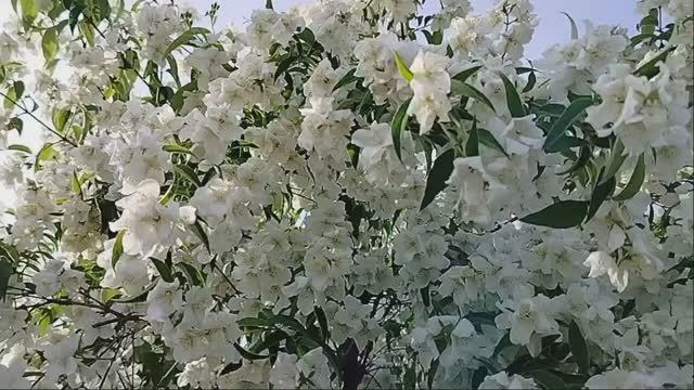 Белая Зима