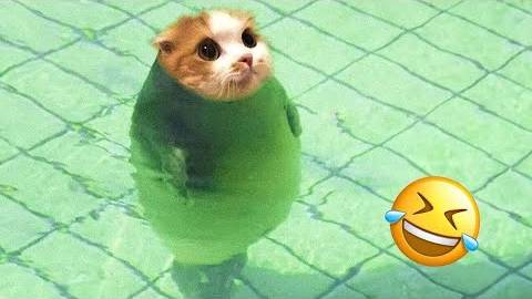 ПРИКОЛЫ С ЖИВОТНЫМИ ДО СЛЕЗ _ Смешные КОТЫ 2022 _ Приколы с КОТАМИ _ Funny ANIMALS video (8)