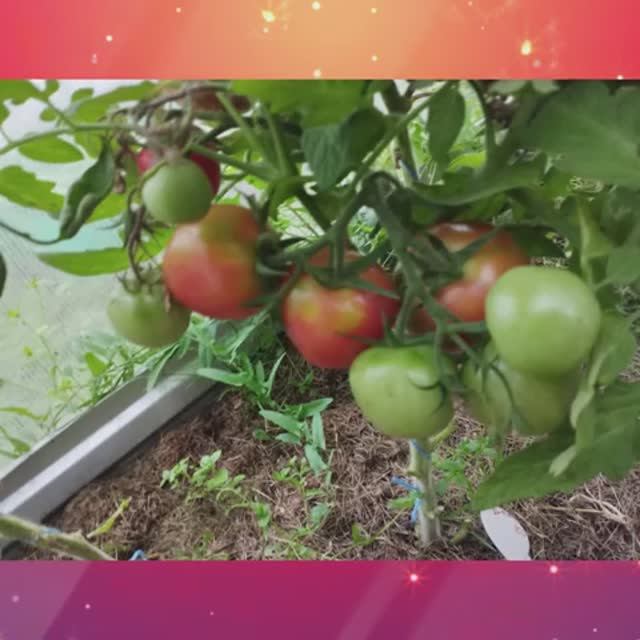 Томаты, устойчивые к фитофторе