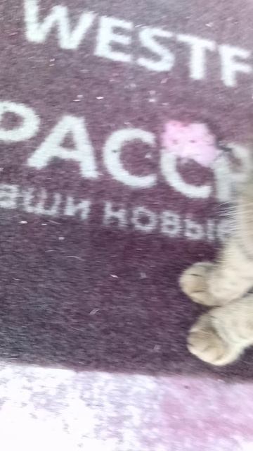 котик Том