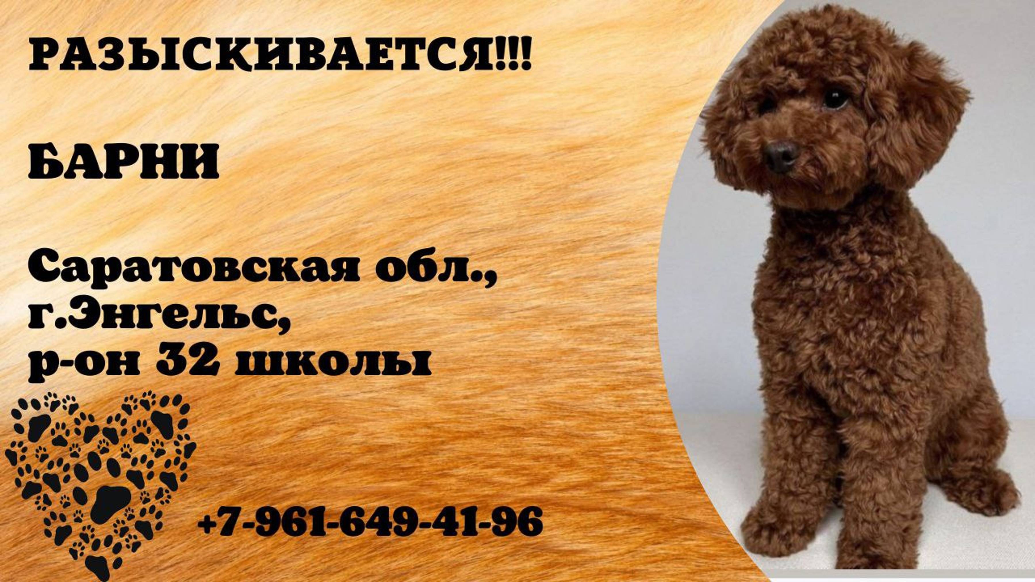 Пропала собака! БАРНИ. Саратовская обл, г. Энгельс