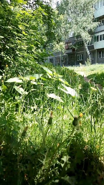 Трава в этом году растёт как на дрожжах