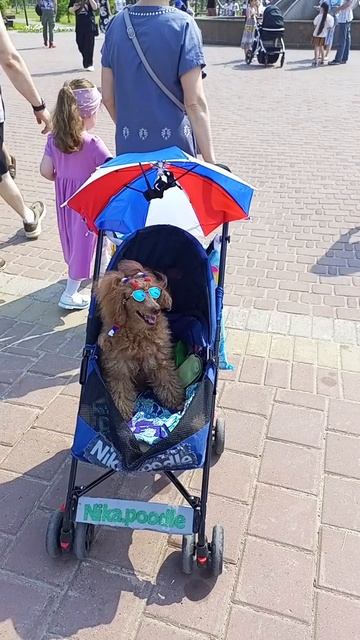 на день России мы сделали крутые хвостики😆😆#Nika.poodle