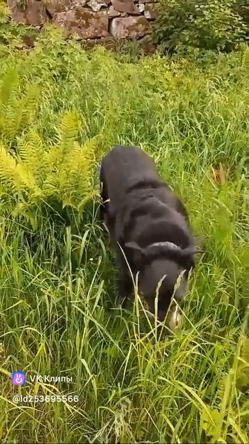 Травка #босерон_питбуль #собаки #прогулка #МэниГуля