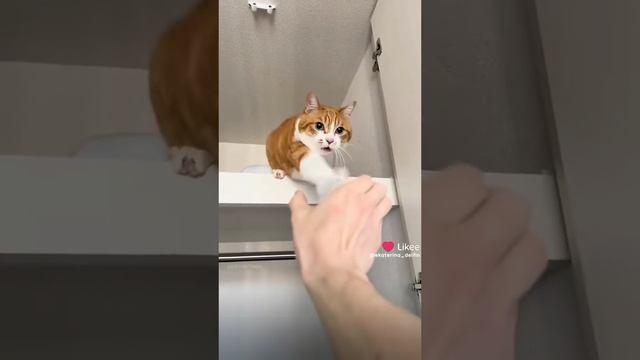 коты