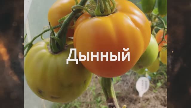 Томаты, ПОДХОДЯЩИЕ ДЛЯ детского и диетического питания