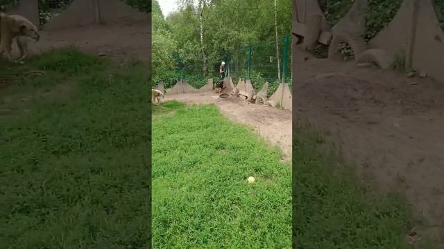 10 вольер